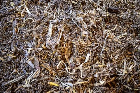 Deep-litter bedding in cattle barn from corn cobs and stubble. Stock Photos