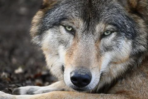 Deep look Stock Photos