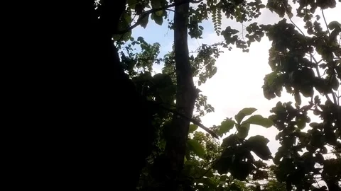 Deep Lush Forest Видео 332474017