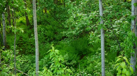 Deep In Lush, Green, Thick Forest Stock Footage 37383801