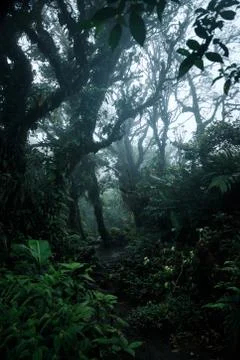 Deep in lush rainforest Stock Photos