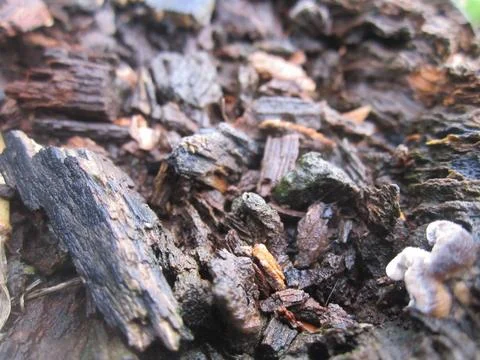 Deep macro shot reveals the texture of bark fragments and tiny mushrooms Stockfoto's