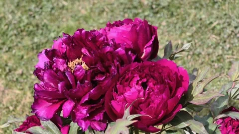 Deep Magenta Tree Peonies Blooming Slow Motion 4K Stock-Footage 334862933