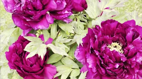 Deep Magenta Tree Peonies Blooming Slow Motion 4K HDR Vídeo Stock 334863001