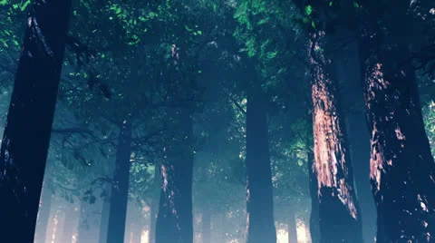 Deep Magic Forest 6 Stock Footage
