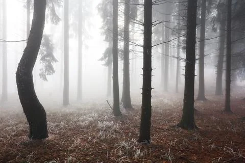 Deep in the Magical Forest Where Mist Guards Ancient Secrets Stock Photos