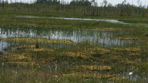 Deep marsh with the flowers in Siberia. Stock Footage 168384499