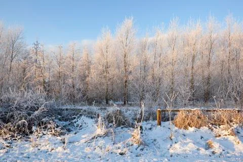 Deep midwinter Stock Photos