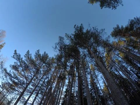 Deep mighty pine tree forest in summer with clear blue sky background Stock Photos