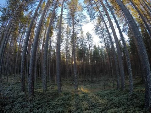 Deep mighty pine tree forest in summer with clear blue sky background Foto stock