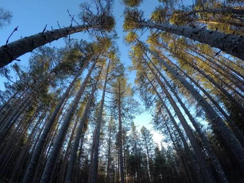 Deep mighty pine tree forest in summer with clear blue sky background Foto stock