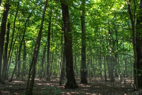 A deep misty forest Stock Photos