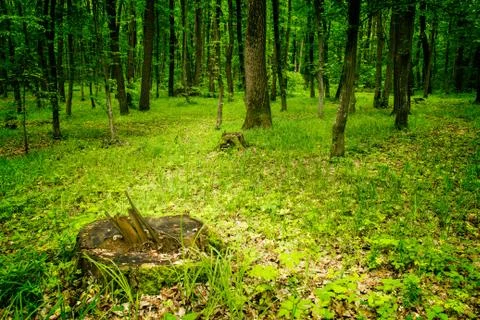 Deep moss forest Stock Photos