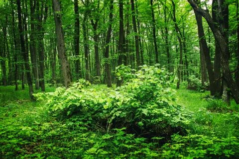 Deep moss forest Stock Photos