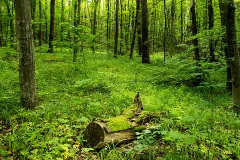 Deep moss forest Stock Photos