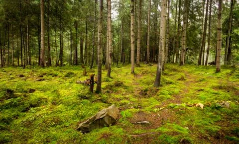 Deep moss forest Stock Photos