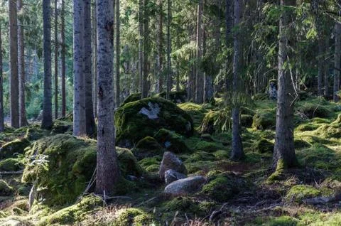 Deep in a mossy old forest Stock Photos
