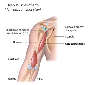 Deep muscle of the arm, labeled. Stock Illustration