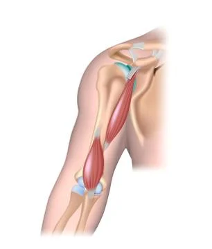 Deep muscle of the upper arm. Stock Illustration