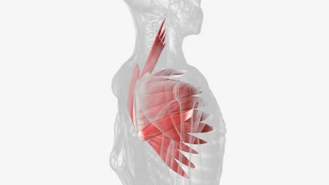 Deep muscles of right shoulder Stock Footage 271048029