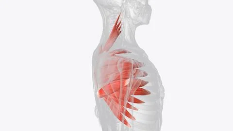 Deep muscles of right shoulder Stock Illustration