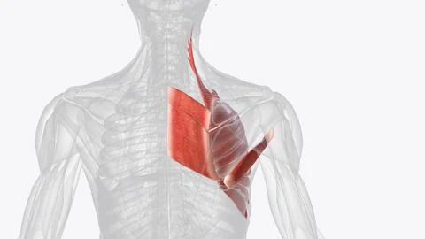 Deep muscles of right shoulder Stock Illustration
