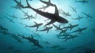 Deep Ocean And Huge Group Of Sharks, Loop 3D Stock Footage