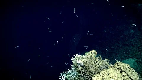 Deep ocean Coral Reef Video stock 113217073