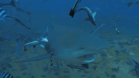 Deep ocean, extreme closeup shark bite Stock Footage