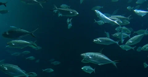 Deep Ocean Fish In Large Aquarium Stock Footage 71261938