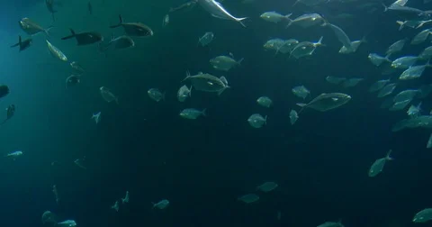 Deep Ocean Fish In Large Aquarium Stock Footage 71261977