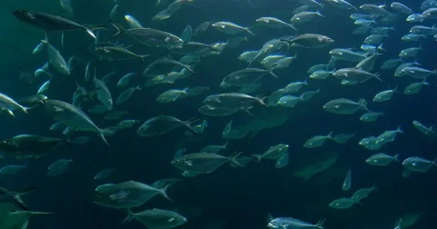 Deep Ocean Fish In Large Aquarium Stock Footage 71263801