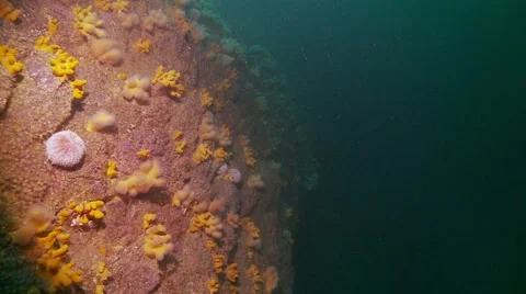 Deep ocean reef Video stock 56759523