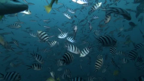 Deep ocean underwater background, extreme diving, shark feeding Stock Footage 96821811