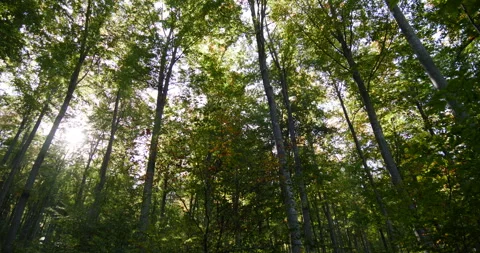 Deep Old Forest 스톡 동영상 257475640