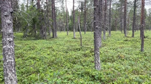 Deep old forest. Video stock 286252867
