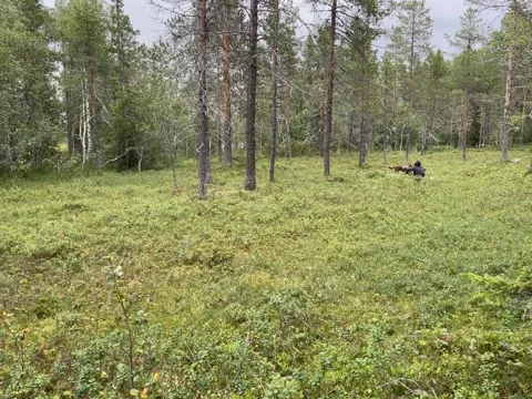 Deep old forest one summer day. Stock Footage 286252925