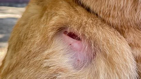 A deep open wound on a ginger cat, skin trauma Fotos de archivo