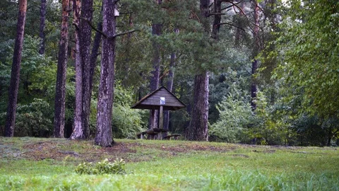 Deep park camp in the summer - calm view Stock-Footage 94354621