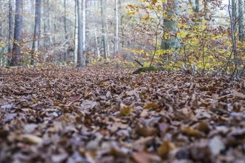 Deep perspective - view of the autumn forest with a lot of leaves on the grou Foto stock