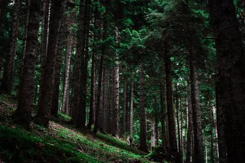 Deep pine forest, landscape in a evergreen pinewood with a beautiful trees Stock Photos
