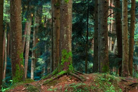 Deep pine forest with mossy tree trunks and exposed roots on the forest floor Stock Photos