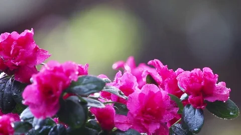 Deep pink azalea in the rain Stock Footage 74899390