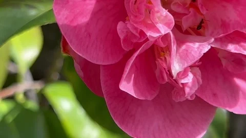 Deep pink camellia flowers Stock Footage 242513285