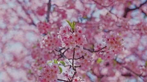 Deep Pink Cherry Blossom Clusters on Slender Branch with Soft Blurred Canopy Stock Footage 348270700