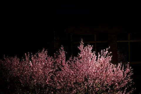 Deep pink cherry blossoms typical of Japan Stock Photos
