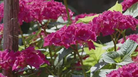 Deep pink color of bigleaf hydrangea plant inflorescence  4K video Stock Footage 253228272
