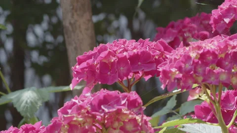Deep pink color of Hydrangea macrophylla plant inflorescence 4K video Stockbeeldmateriaal 252399326