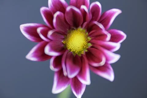A deep pink Common Daisy Stock Photos