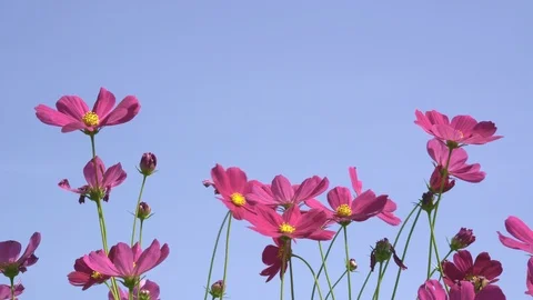 Deep Pink Cosmos Flower Spring Time Windy Day Video stock 92592157